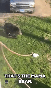 Bears  Throw Trash All Over Lawn