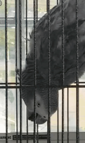 parrot mercury GIF