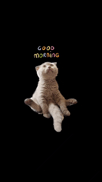 Cat GIF