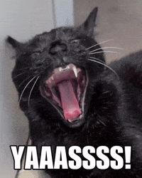 Black Cat GIF