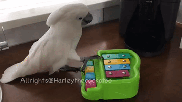 Harley the Cockatoo Is a Masterful Pianist