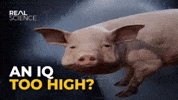 Pih GIF