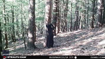 Scratch That: Bear Marks Territory in New Hampshire Forest