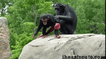 chimp GIF