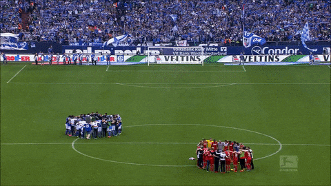 fc schalke 04 football GIF by 1. FC Köln