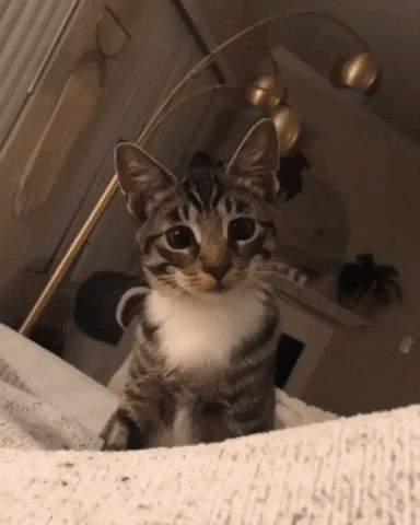 Cat Time GIF by JustViral.Net