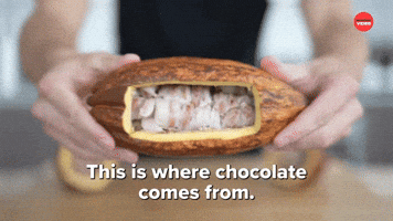 Where Chocolate Comes From