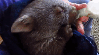 Rescued Baby Wombat Enjoys Her Dinner Time
