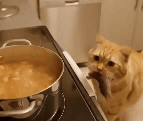 paolog67 giphyupload cat mouse cooked GIF