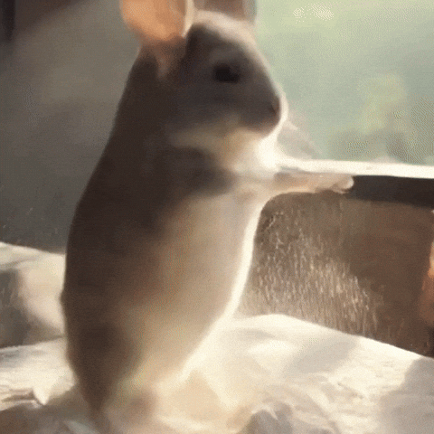 Chinchilla Sue GIF