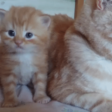 cat mom tap mommy GIF