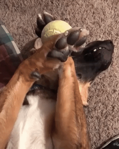 where did the ball go GIF