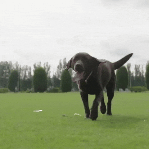 Winthedog GIF by memes