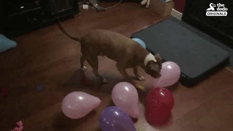 dog balloons GIF by The Dodo