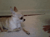 chihuahua GIF