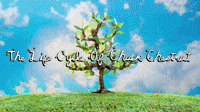 The Life Cycle of Chuck Chestnut