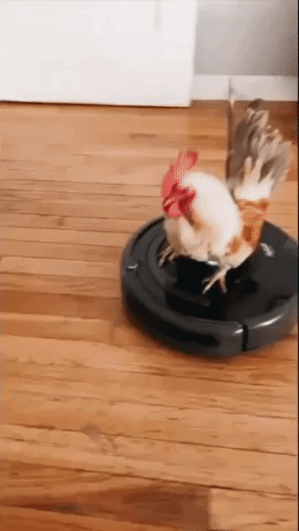 Rooster Surfs on Top of Robot Vacuum Cleaner