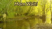 Jumping Catch Up GIF by U.S. Fish and Wildlife Service