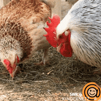 Look Eating GIF by SWR Kindernetz