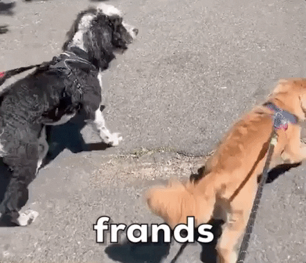 Dog Puppy GIF by Boomer The Perfect Mutt