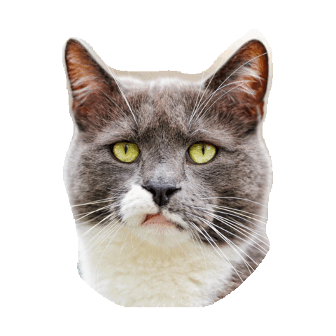 really GIF by imoji
