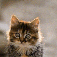 Sorry Hands Up GIF