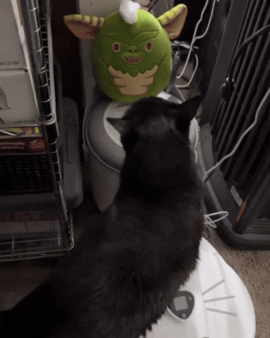 Bad Cat GIF