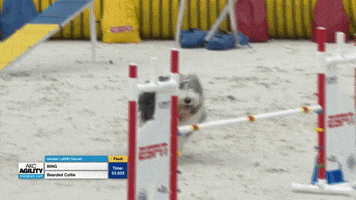 Espn Running GIF by American Kennel Club