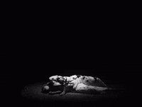 Acommontern GIF by Anna B Savage