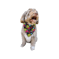 New Achievement Sticker by Geekster Pets