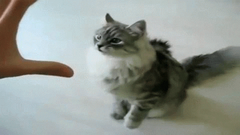 angry GIF