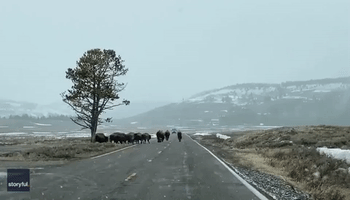 'Bison Jam' in Yellowstone National Park Halts Traffic