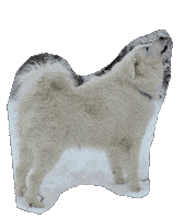 Speaking White Dog Sticker