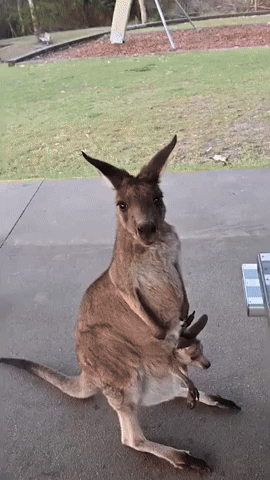 Picnic Guest Captures Footage of Kangaroo Walking Backwards
