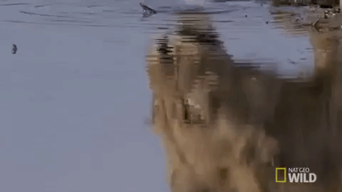 nat geo wild lioness GIF by Savage Kingdom