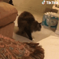 Ninja No GIF by TikTok Italia