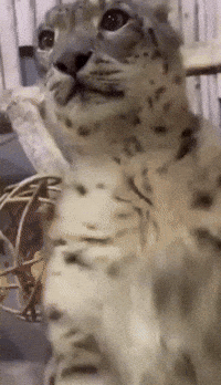 Big Cat Attention GIF by Extreme Improv