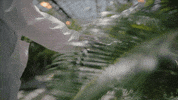 Plants Macdonald GIF by McGill University
