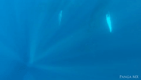Humpback Whales Enjoy an Underwater Dance