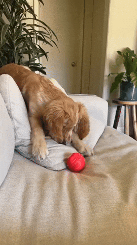 Your GIF