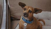 Dog Insurance GIF by CG Coralisle