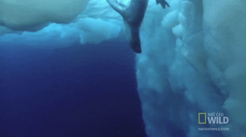 worldâs deadliest GIF by Nat Geo Wild 