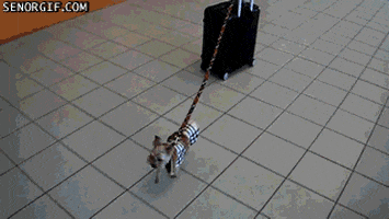 Dogs Luggage GIF