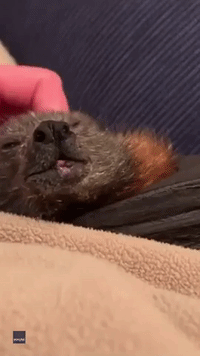 Fruit Bat Thoroughly Enjoys Head Massage