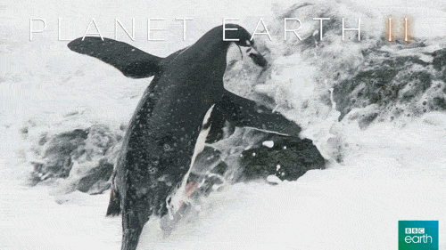 planet earth 2 success GIF by BBC Earth