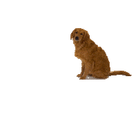 Golden Retriever Dog Sticker by Anna Victoria