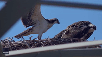 Osprey Fledgling Recorded Attempting to Fly