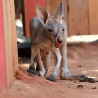 Kangaroo Joey Disgusted After Swallowing Dirt