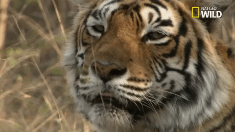 tiger savage kingdom GIF by Nat Geo Wild 