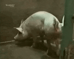 dana rohrabacher pig GIF